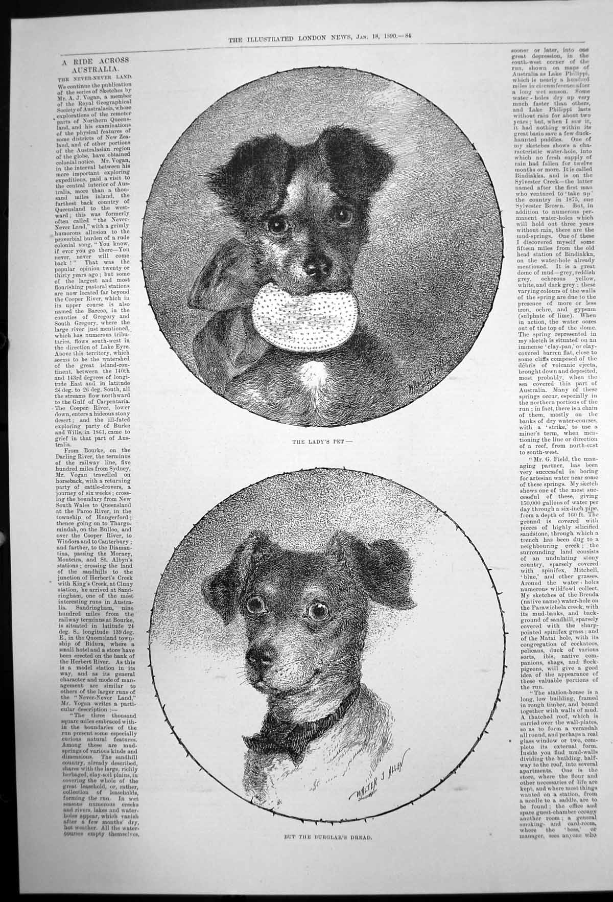 Old Antique Print Ladys Pet But The Burglars Dread Dogs Walter Allen 1890 19th