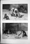 Antique Old Print Robbery With Violence Petty Larceny St Vadd Dogs Monkey1884