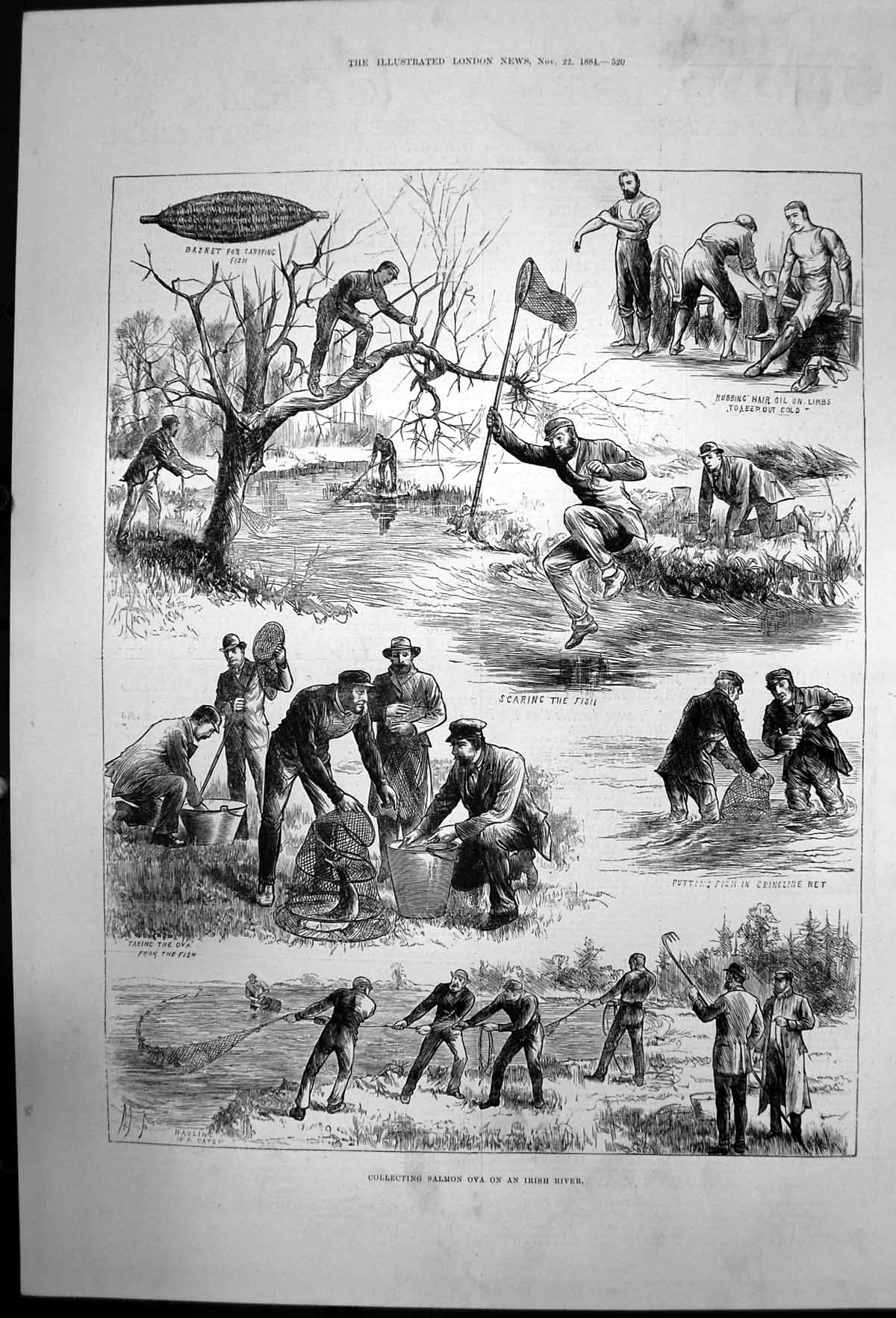 Old Antique Print Collecting Salmon Ova On Irish River Crinoline Net 1884 19th