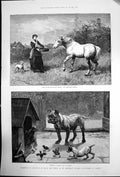 Antique Print Not To Be Gaught By Chaff H Hardy Tenants Rights S Dadd 1884 19th