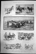 Original Old Antique Print South Australian Horse Breeding Station 1887 19th