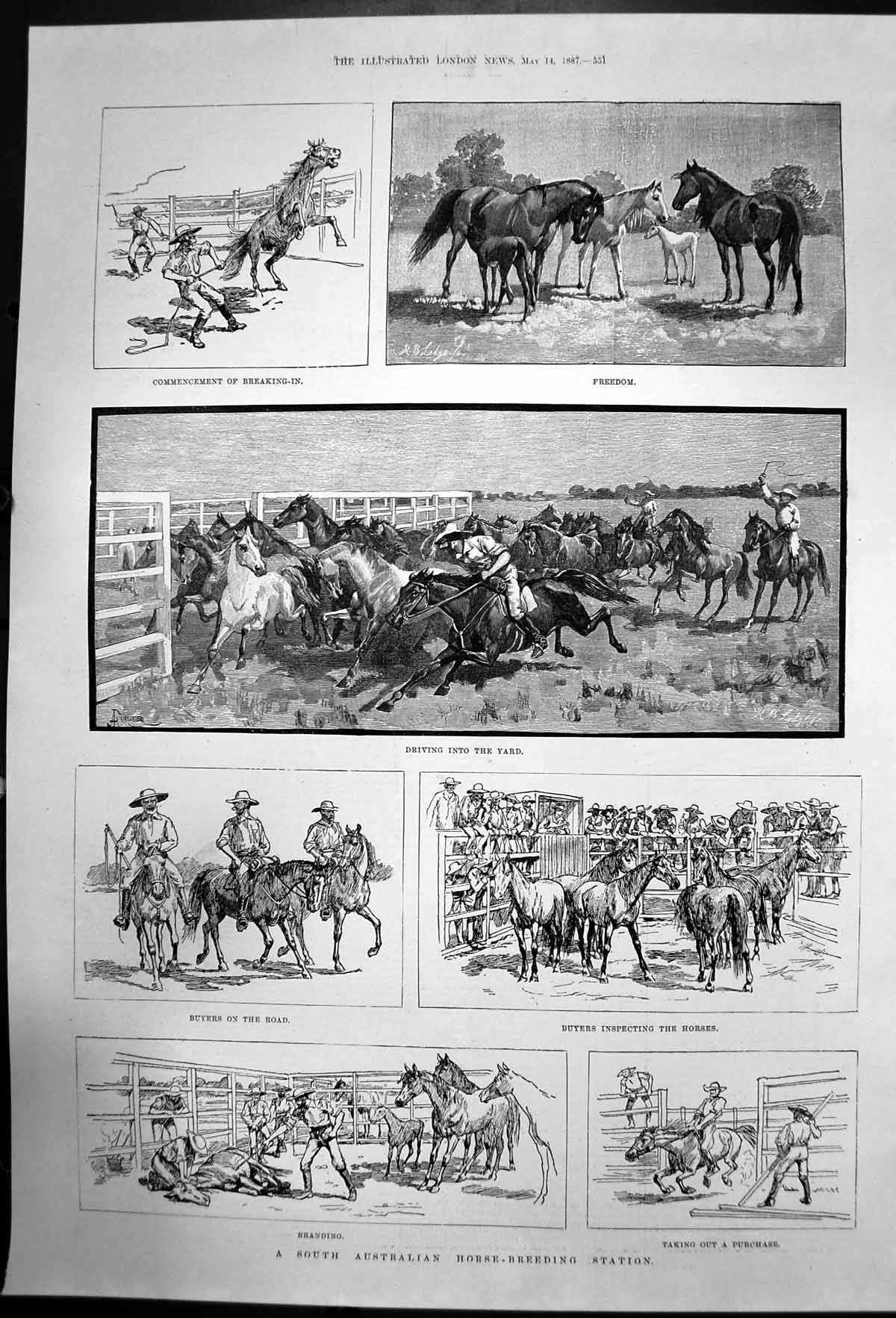 Original Old Antique Print South Australian Horse Breeding Station 1887 19th