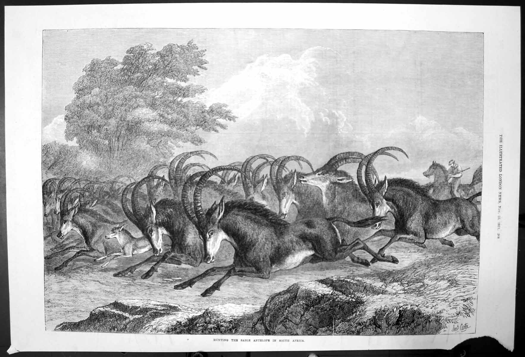 Original Old Antique Print Hunting Sable Antelope In South Africa 1871 19th