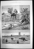 Old Print Kangaroo Hunting Australia Find Full Cry At Bay Horseback 1892 19th