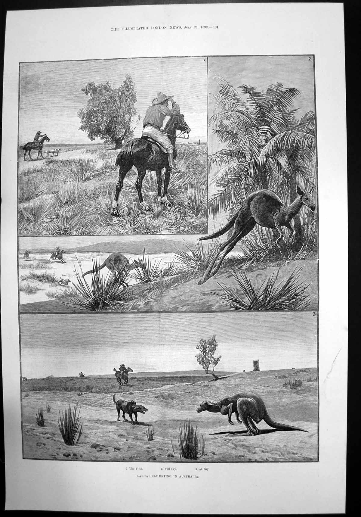 Old Print Kangaroo Hunting Australia Find Full Cry At Bay Horseback 1892 19th