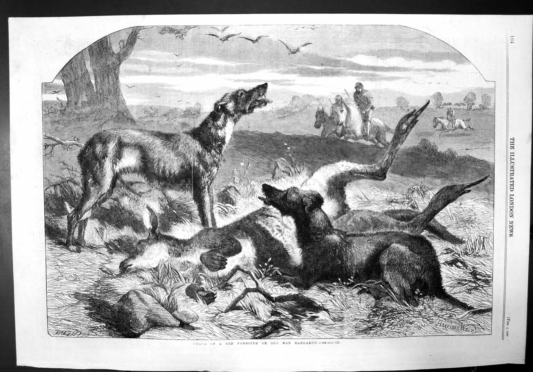 Old Antique Print Death A Red Forester Or Man Kangaroo Dogs Hunting 1860 19th