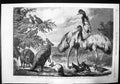 Antique Old Print Australian Birds Animals Duke Edinburgh Prince Wales 1868