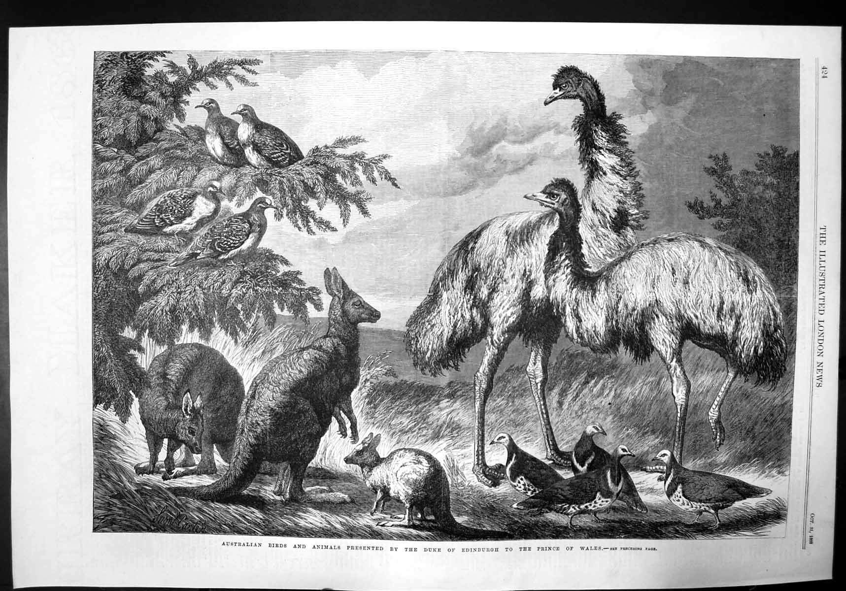 Antique Old Print Australian Birds Animals Duke Edinburgh Prince Wales 1868