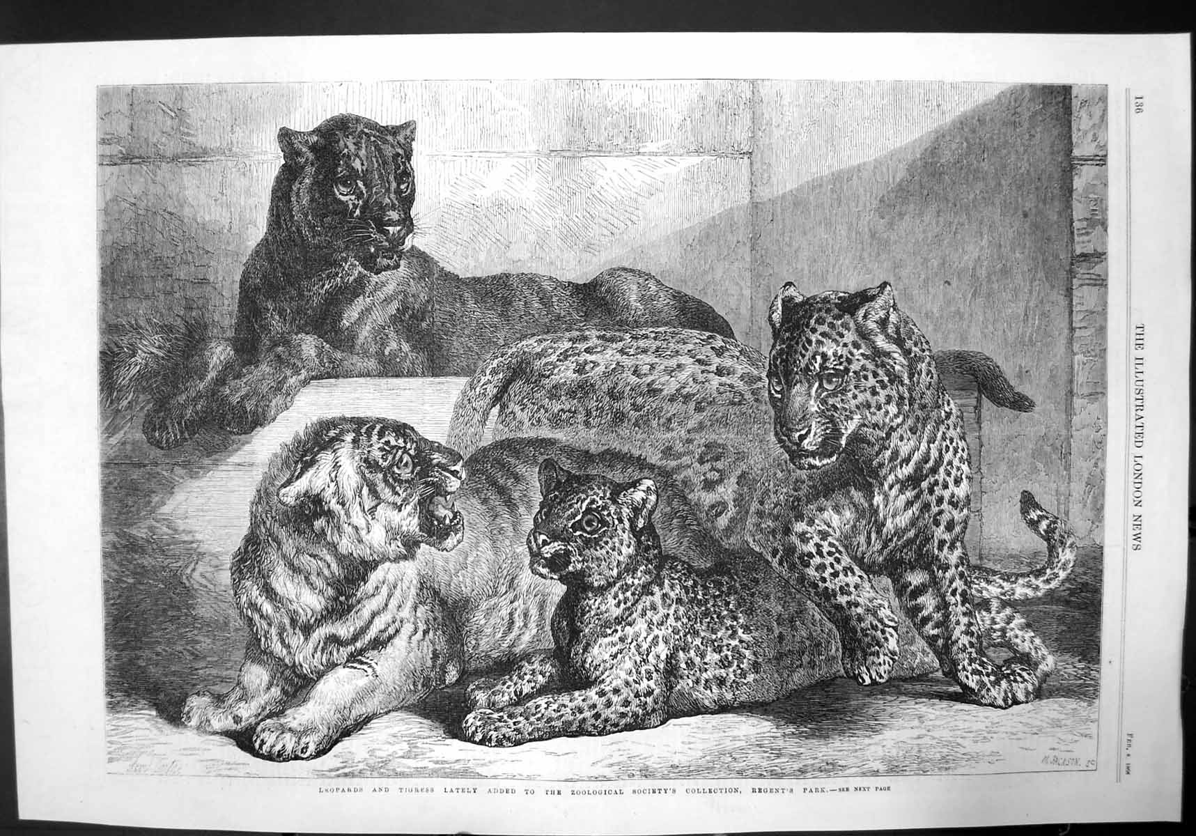 Old Print Leopards Tigress Added To Zoological Society Regents Park 1868 19th