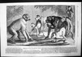 Old Print New Arrival Monkeys Zoological Society Garden Regents Park 1868 19th
