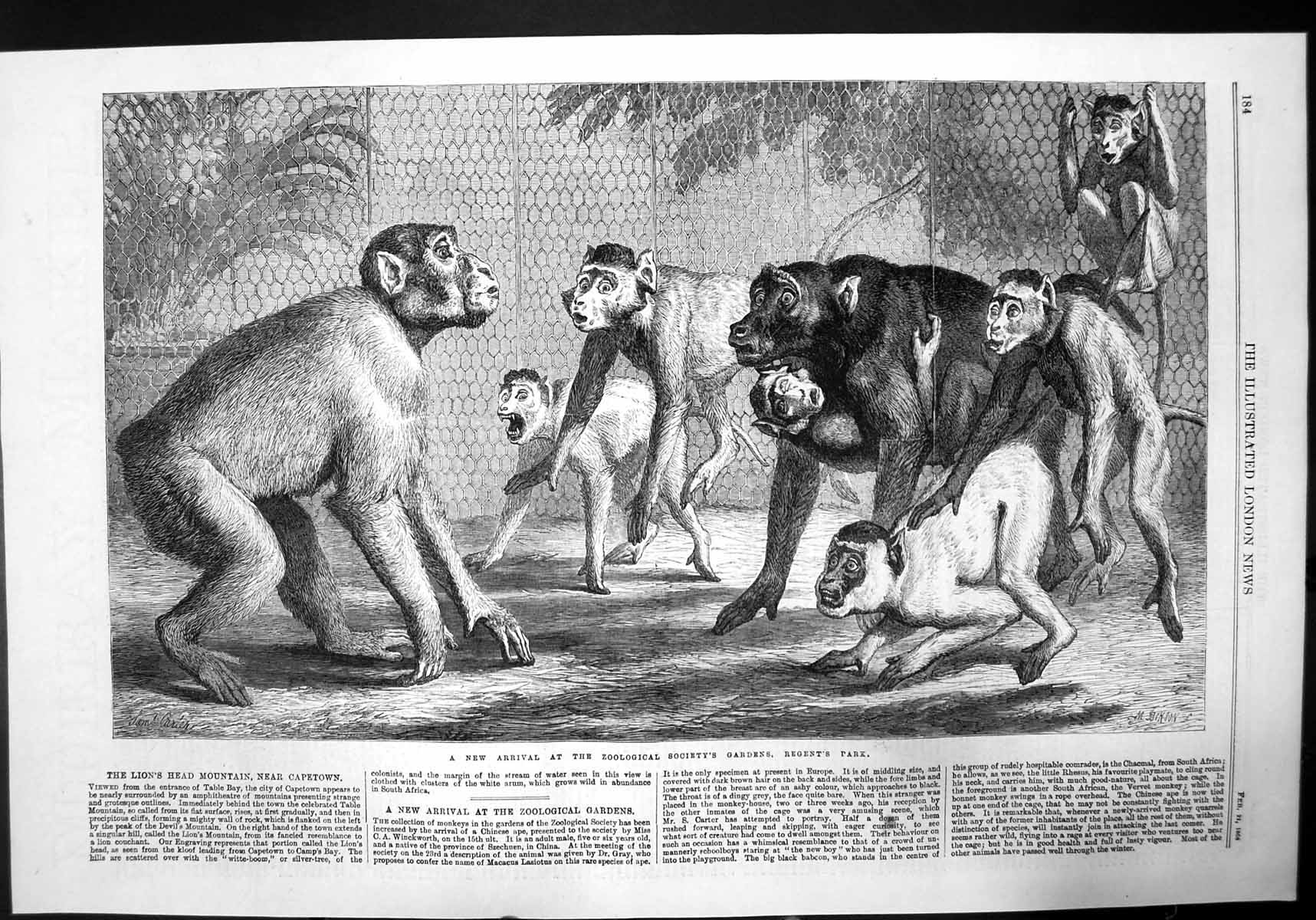 Old Print New Arrival Monkeys Zoological Society Garden Regents Park 1868 19th