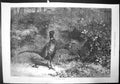 Antique Old Print The Months October Garden Forest Bird Pheasants Eating 1871