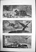 Antique Print A Catastrophe The New Tale A Tub Cat Attack Birds Water 1884 19th