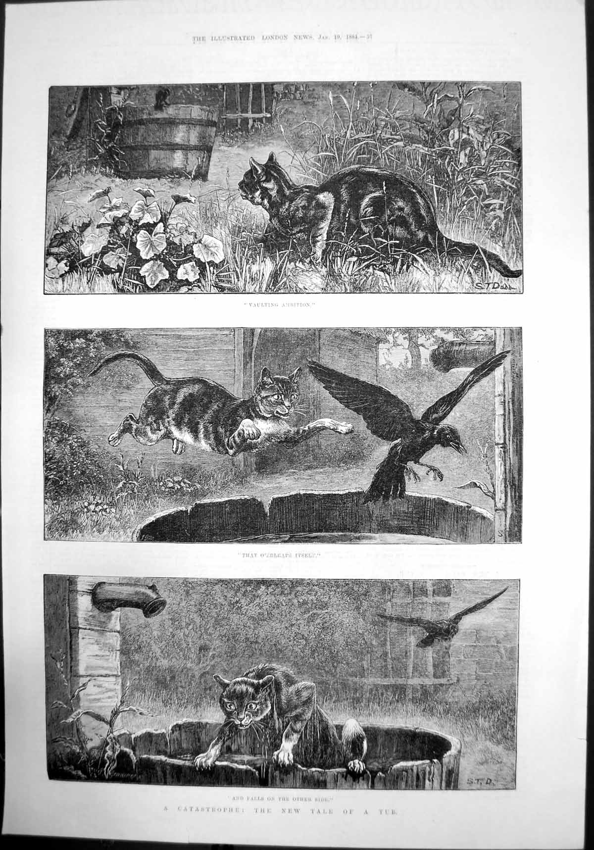 Antique Print A Catastrophe The New Tale A Tub Cat Attack Birds Water 1884 19th
