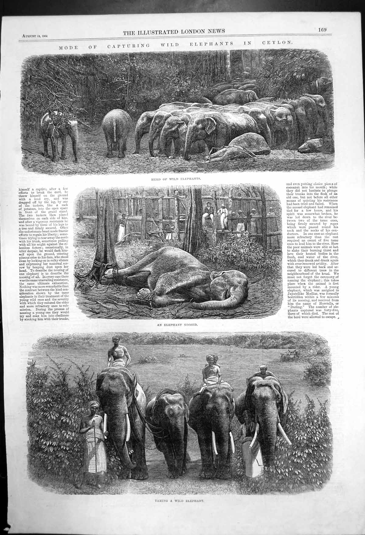 Original Old Antique Print Mode Capturing Wild Elephants In Ceylon 1864 19th