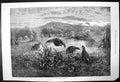 Original Old Antique Print The Months-September Partridges 1871 19th