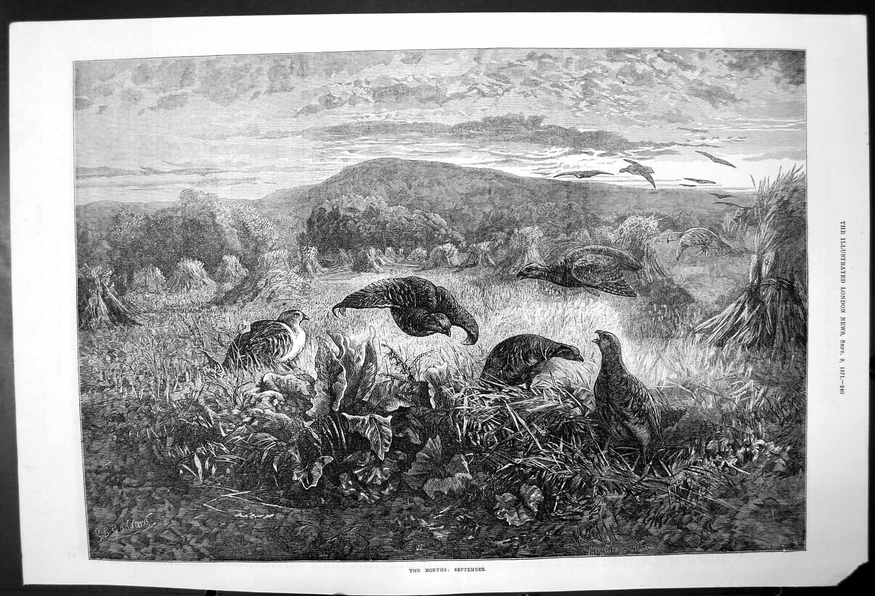 Original Old Antique Print The Months-September Partridges 1871 19th