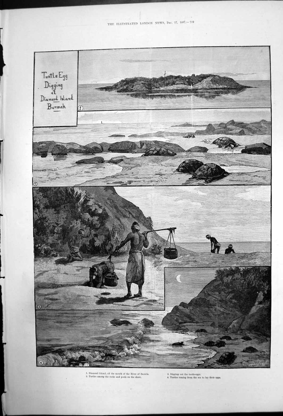 Original Old Antique Print Turtle Egg Digging At Diamond Islandburmah 1887 19th