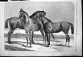 Antique Old Print Prize Horses Horse Show Agricultural Hali Islington 1866 19th