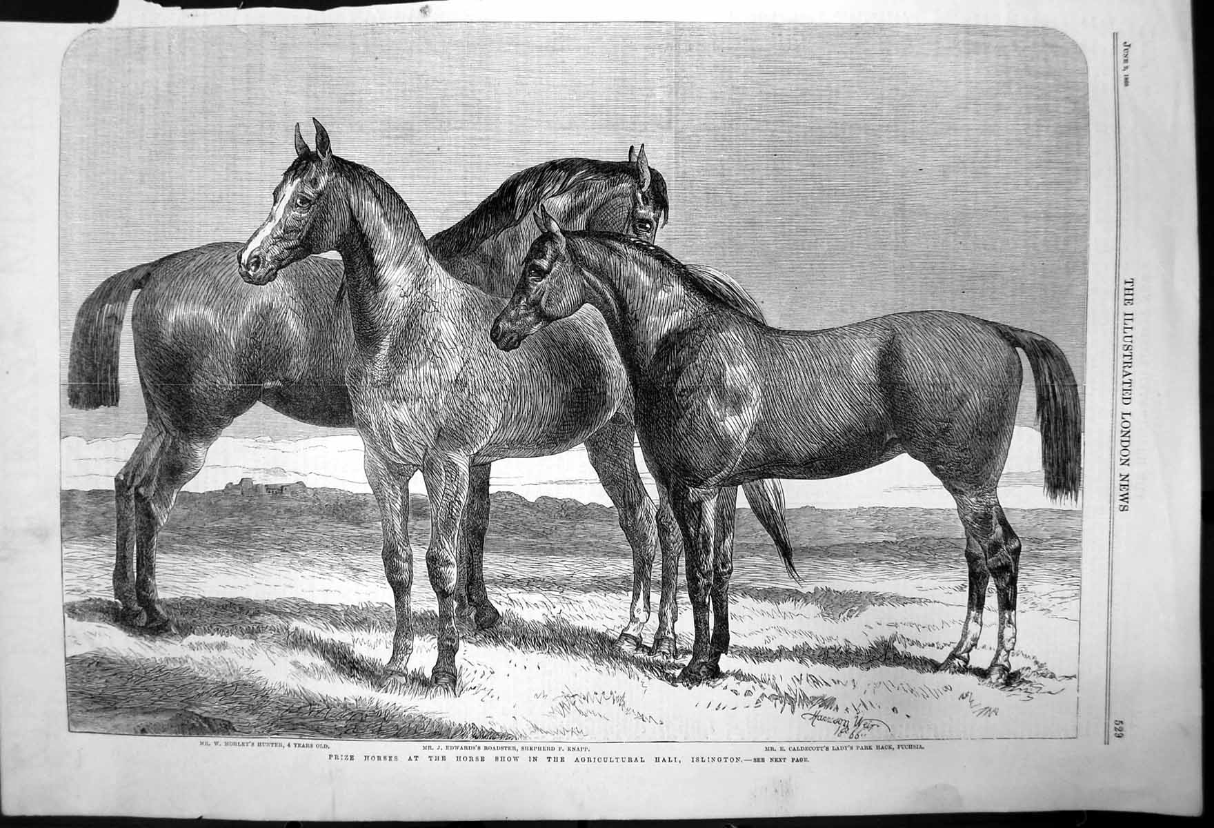 Antique Old Print Prize Horses Horse Show Agricultural Hali Islington 1866 19th