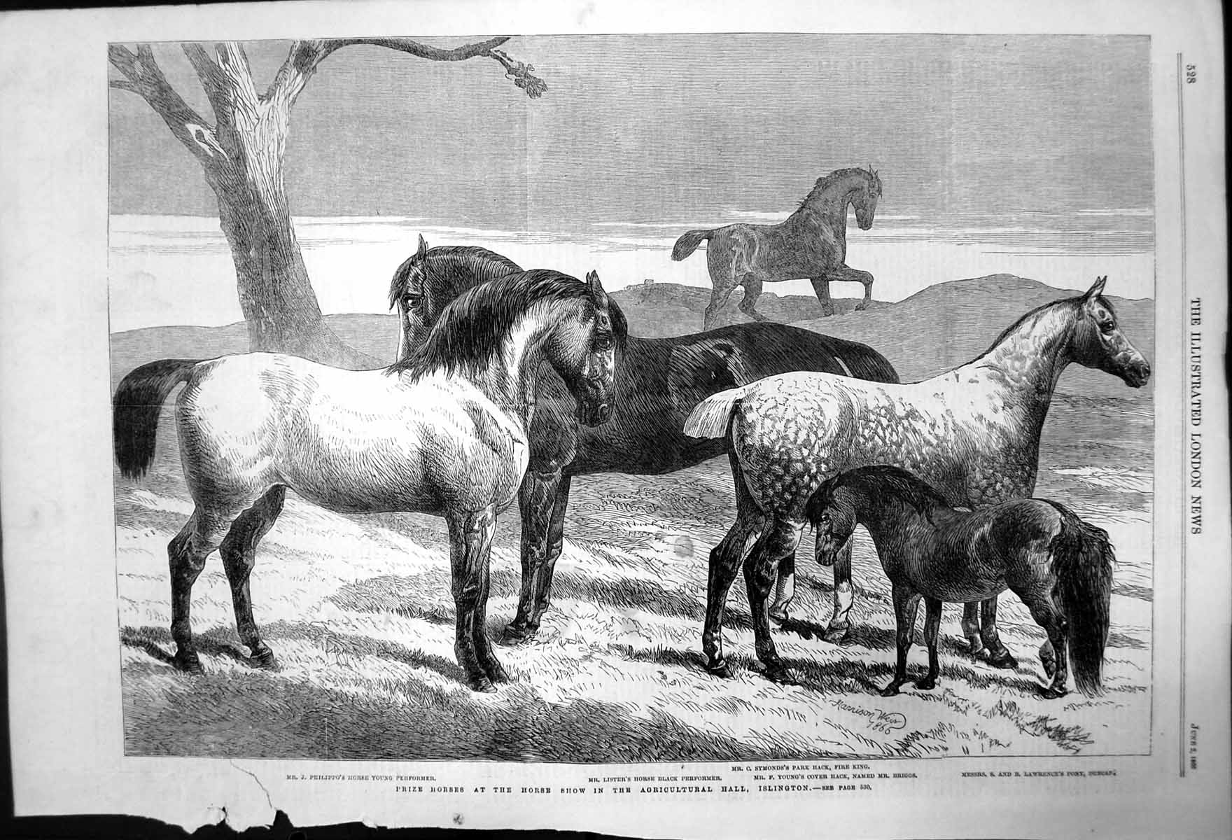 Old Prize Horses Horse Show Agricultural Halii Slington Gray Horse 18 Victorian