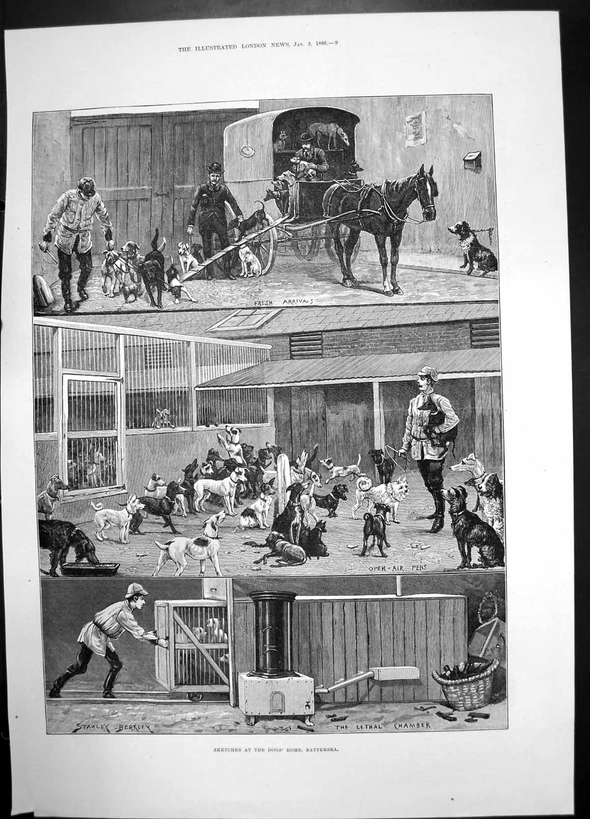 Antique Print Sketches Dogs Home Battersea 1886 Stanley Berkley Horse Pens 19th