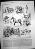 Old Sketches Shire Show Royal Agricultural Hall Inslington 1886 Horse Victorian