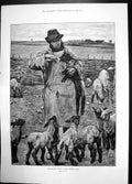 Old Agricultural Scene March Feeding Lambs 1886 Shepard Bottle Sheep Victorian