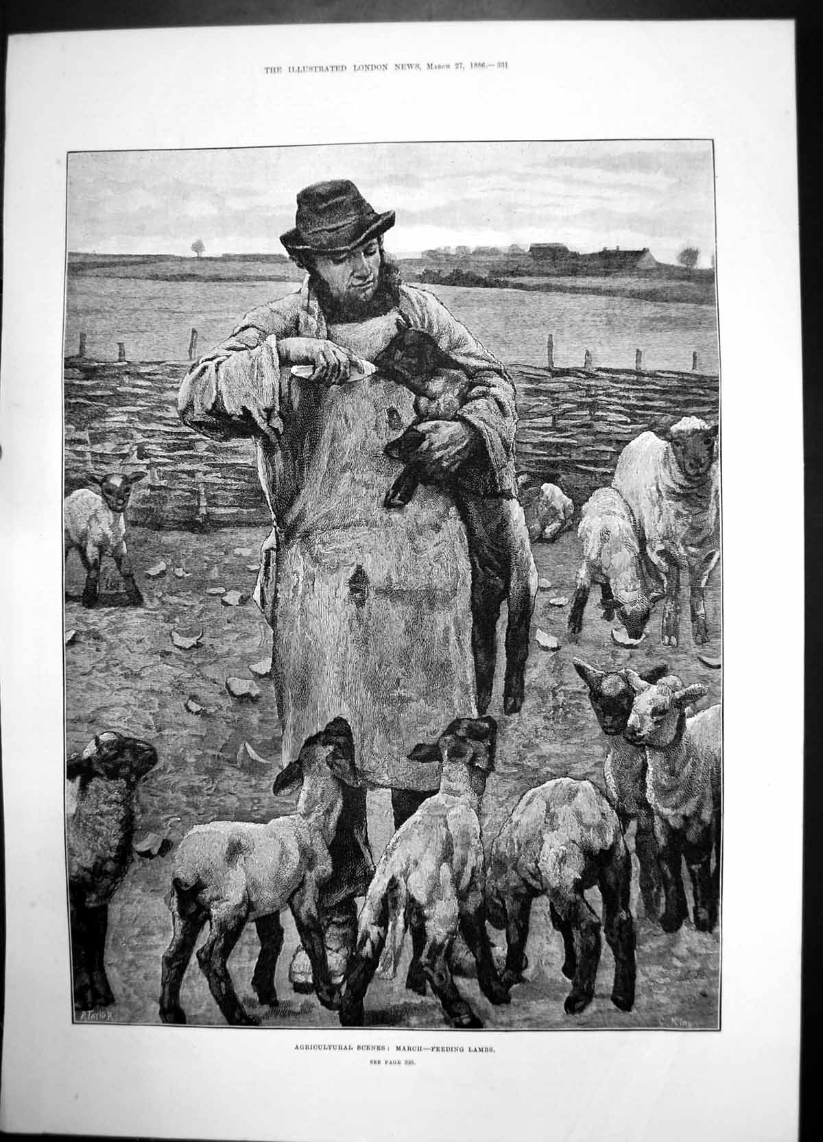 Old Agricultural Scene March Feeding Lambs 1886 Shepard Bottle Sheep Victorian