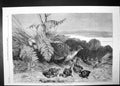 Original Old Antique Print Hen Pheasant And Young 1869 Bird Chicks Family 19th