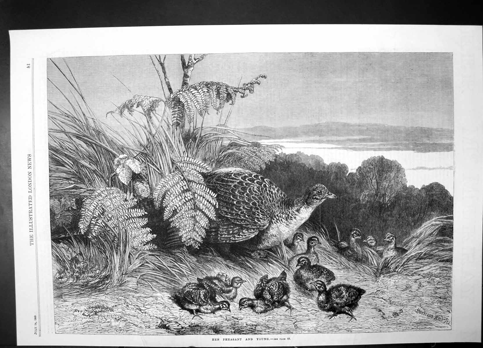 Original Old Antique Print Hen Pheasant And Young 1869 Bird Chicks Family 19th