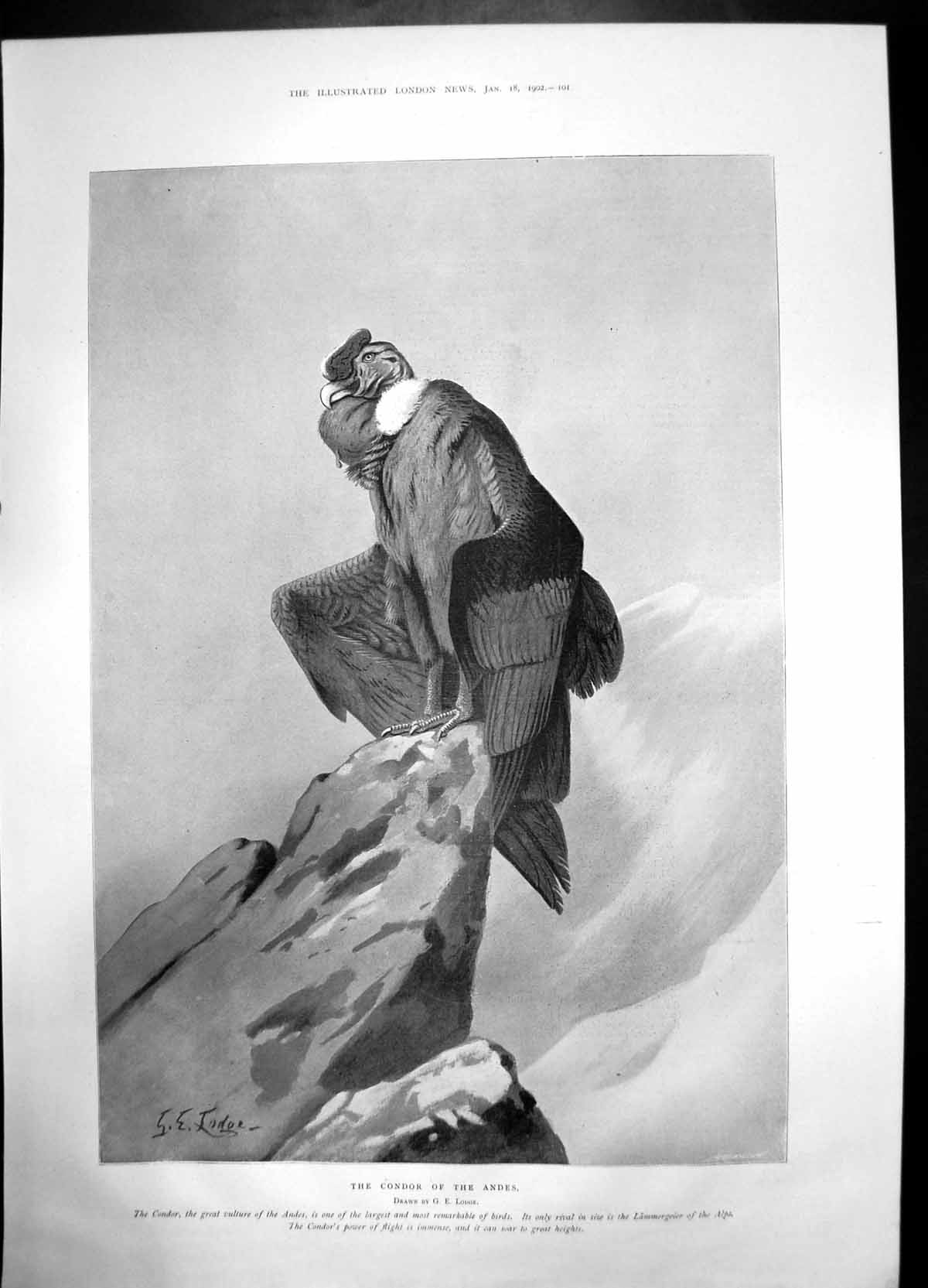 Antique Old Print Condor The Andes Lodge 1902 Vulture Largerst Bird Portrait