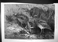 Original Old Antique Print The Months November 1871 Birds Migratory Goddard