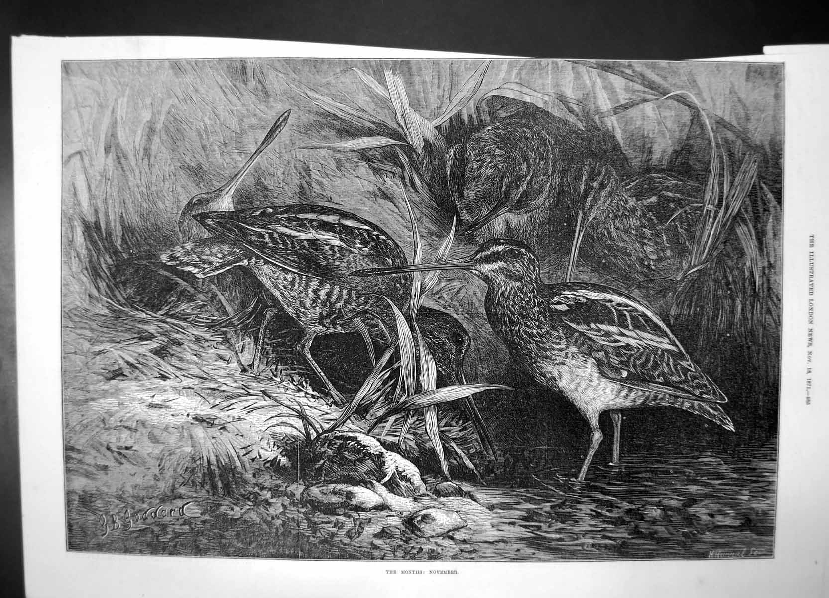 Original Old Antique Print The Months November 1871 Birds Migratory Goddard