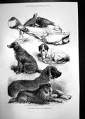 Antique Print Prize Poultry And Dogs Birmingham Show 1871 Birds Curzon Hall