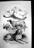 Old Prize Poultry And Dogs Birmingham Show 1871 Birds Curzon Hall Ref Victorian