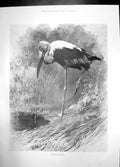 Original Old Antique Print Indian Tantalus 1900 Bird Long Beak Grass River 20th