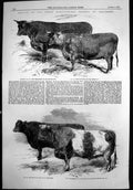 Antique Old Print Royal Agricultural Soc Meeting Salisbury Prize Cattle 1857