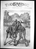 Original Old Antique Print Desert Duel South Africa W Small Giraffes 1892 19th