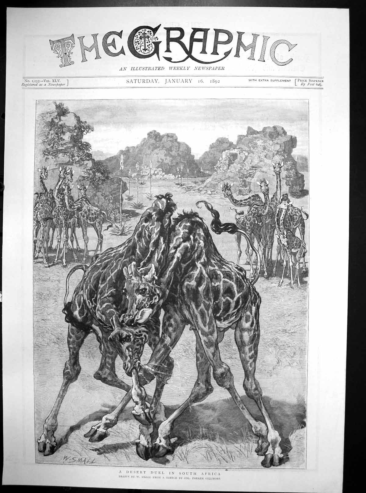 Original Old Antique Print Desert Duel South Africa W Small Giraffes 1892 19th