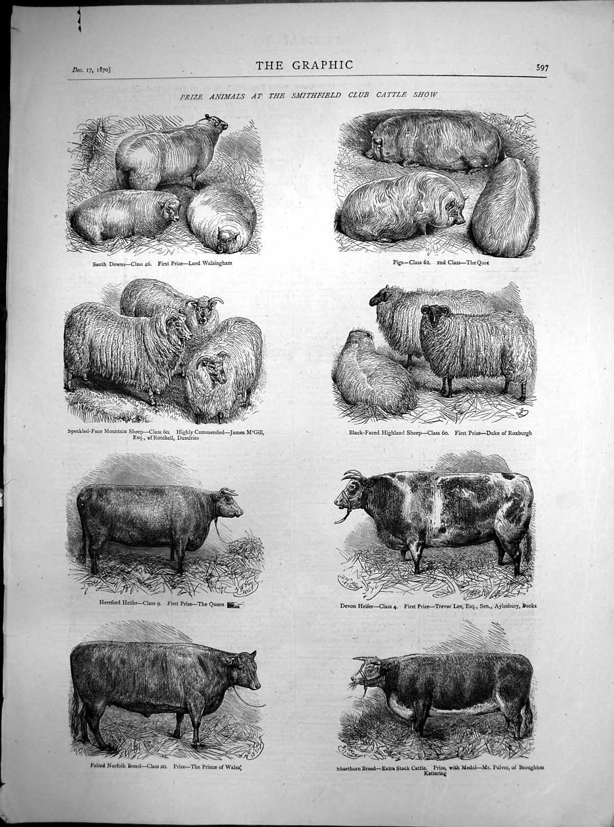 Original Old Antique Print Prize Animals Smithfield Show Pigs Sheep Cattle 1870