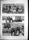 Original Old Antique Print Sale Auction Myers American Circus Hippodrone 1882