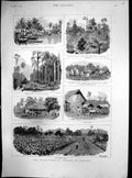 Antique Old Print Cultivation Tobacco Sumatra Drying Sheds Planters House1890