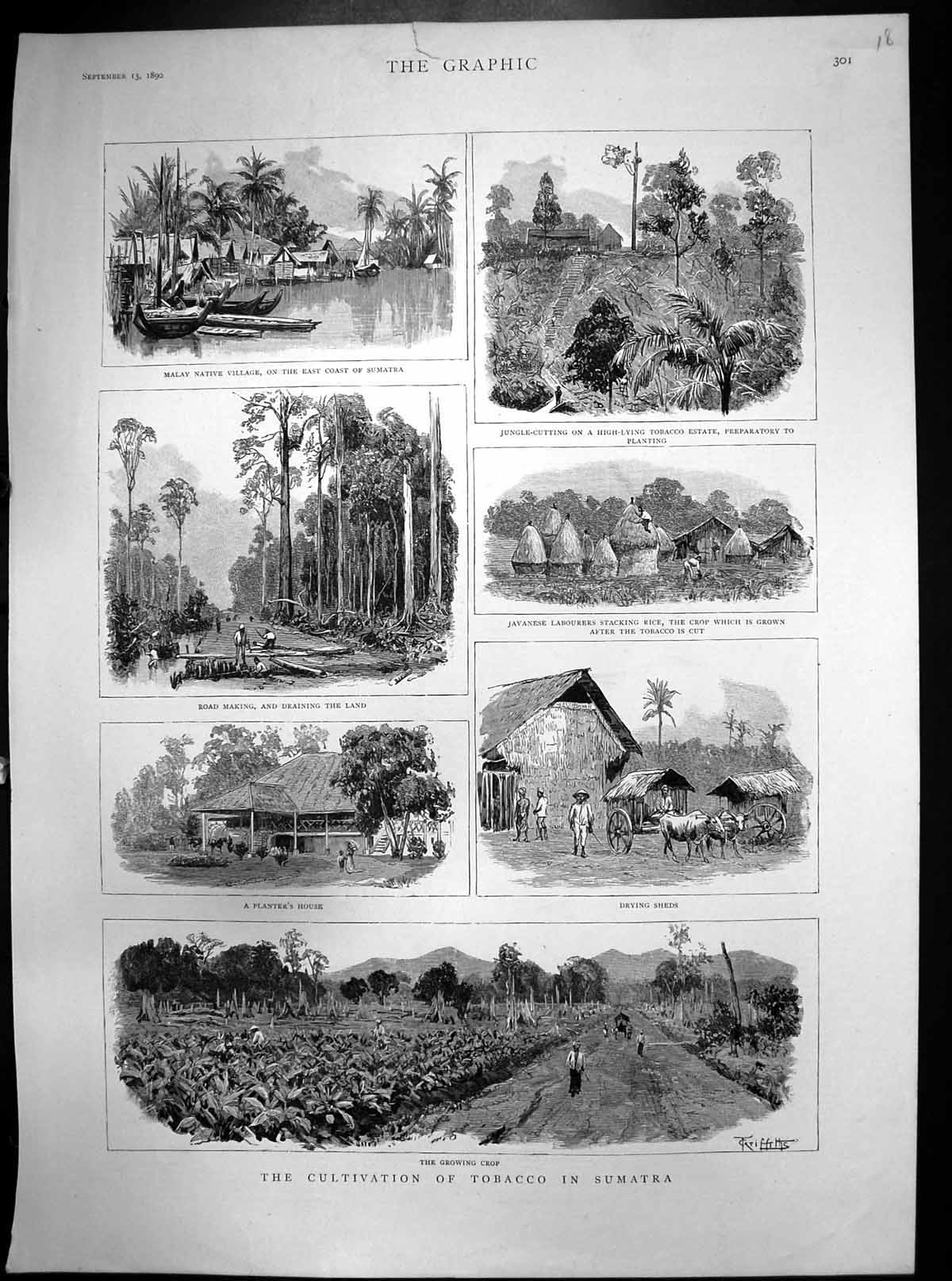 Old Antique Print Tobacco Cultivation Sumatra Malay Native Village 1890 19th