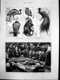 Antique Old Print Bradlaugh Oath House Commons Animals Zoo Pluto Monkey 1882
