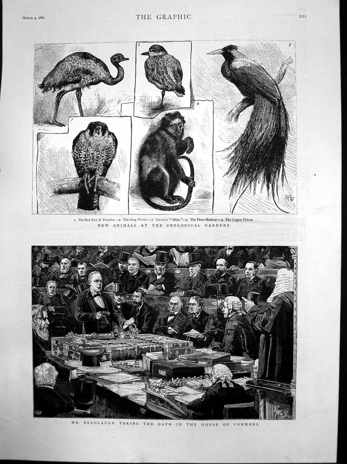 Antique Old Print Bradlaugh Oath House Commons Animals Zoo Pluto Monkey 1882