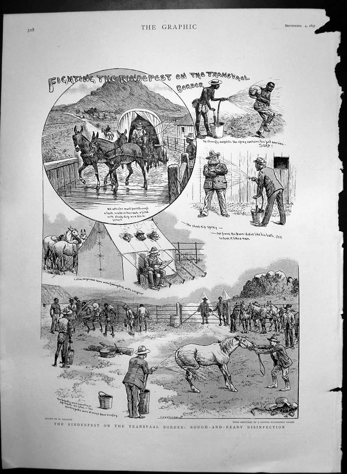 Antique Old Print Rinderpest Transvaal Border Sheep Dip Fumigate Sulphur 1897