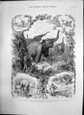 Antique Old Print Elephant Hunting Ceylon Catch Elephant Calf Good Shot 1875