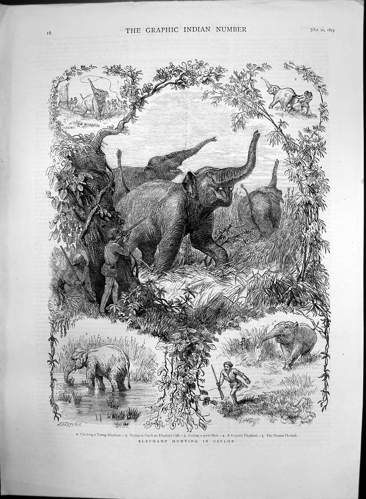 Antique Old Print Elephant Hunting Ceylon Catch Elephant Calf Good Shot 1875