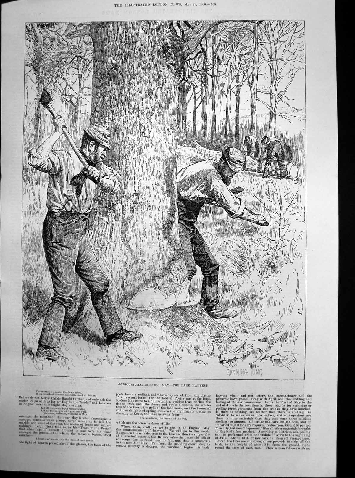 Antique Old Print Agricultural Scenes May Bark Harvest Cutting Bark Axe 1886
